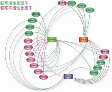 Figure  -  The transcription network of a mammalian circadian clock