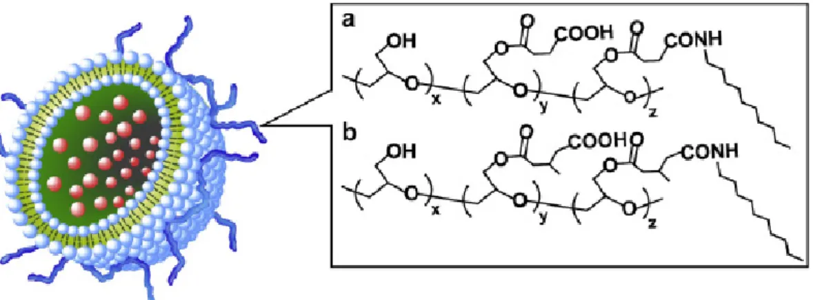 Figure 2-1. Structures of SucPG (a), MGluPG (b) and pH-sensitive polymer-modified  liposome