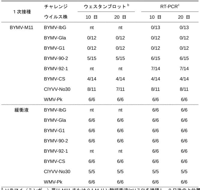 表  3-2  M11 の干渉効果試験におけるチャレンジウイルス株の感染ソラマメ苗数 a .    １次接種  チャレンジ  ウイルス株  ウェスタンブロット b RT-PCR c 10  日  20  日  10  日  20  日  BYMV-M11  BYMV-IbG  nt  nt  0/13  0/13  BYMV-Gla  0/12  0/12  0/12  0/12  BYMV-G1  0/12  0/12  0/12  0/12  BYMV-90-2  5/15  5/15  6/15  6