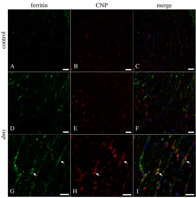 Fig. 23 control dmy ferritin CNP mergeAFEDCB IHG