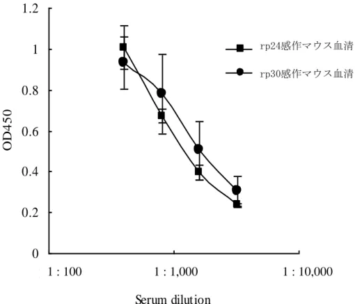 図 7 rp24 および rp30 感作マウス血清の感作抗原反応性    総 IgG 抗体価の各希釈率での比較 各抗原感作マウス血清中の感作抗原に反応する総 IgG 抗体価を、 各希釈における OD450 値の平均値± SD にて表示（ n=3) 。00.20.40.60.811.2100100010000Serum dilutionOD450anti rp24 serumanti rp30 serumrp24感作マウス血清 rp30感作マウス血清 1 : 100                      