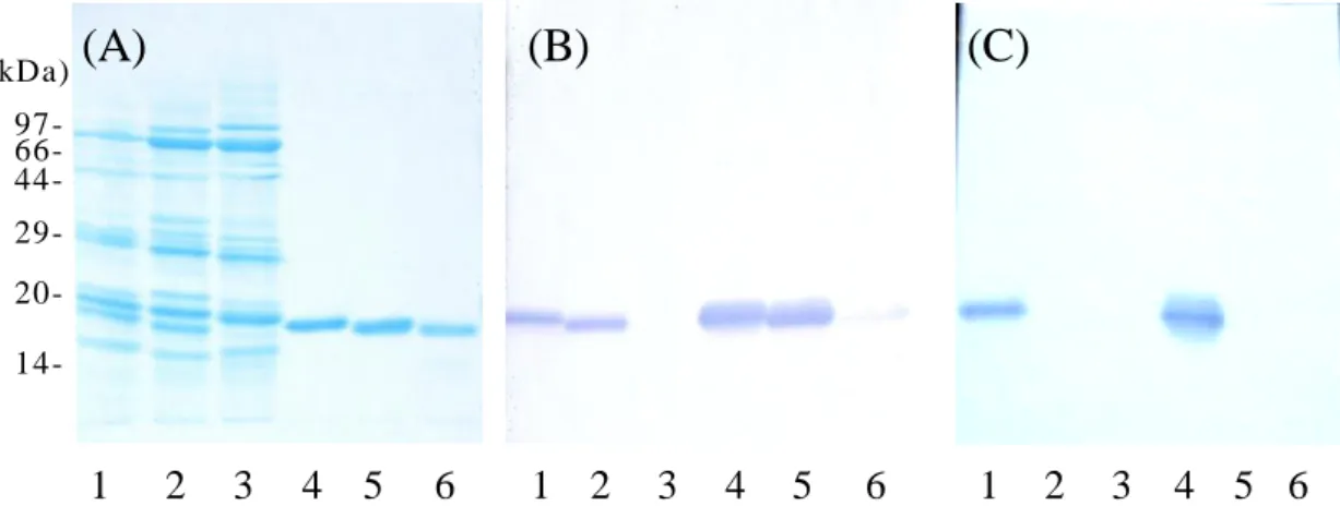 Fig.  2.    SDS-PAGE  and  Western  blot  analysis  of  Mbs  with  pAbs .    (A)  SDS-PAGE  profile;  (B)  immunostaining  with  pAb  against  D-Mb;  (C)  immunostaining  with  pAb  against  peptide  A