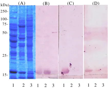 Fig.  8.    Western  blot  analysis  of  protein  solutions  with  mAb  against  peptide  B