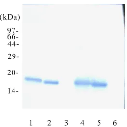 Fig.  10.    Western  blot  analysis  of  Mbs  with  mAb  11E   against  D-Mb.    Ten  μg  of  each  of  beef  (lane  1),  pork  (lane  2),  and  chicken  (lane  3)   protein  solution  and  1 μg  each of  the  purified  Mb  from beef  (lane  4),  pork (la