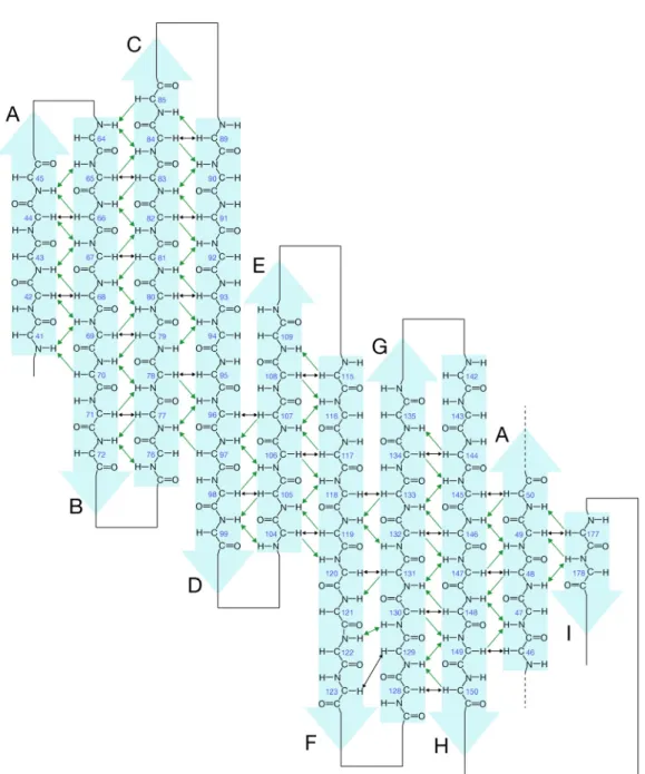 Fig. 1-1 Black  a arrows  proton N 10. Schema arrows  indicindicate intNOEs, respe atic drawingcate  interstterstrand Hectively