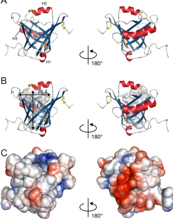 Fig.  1-1 typical  orange,  for helic surface  wide  an L-PGDS 14.  Solutionlipocalin  forespectivelces and  -stof the cavind  is  bifurS