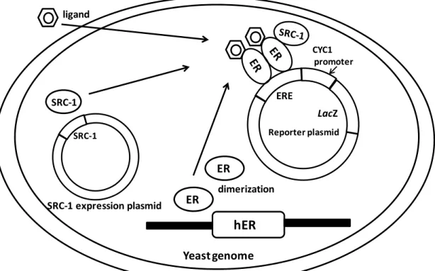 Figure 1. Features of recombinant yeast strains of ERα and ERβ. Human cDNA of  ERα or ERβ was integrated into the yeast genome