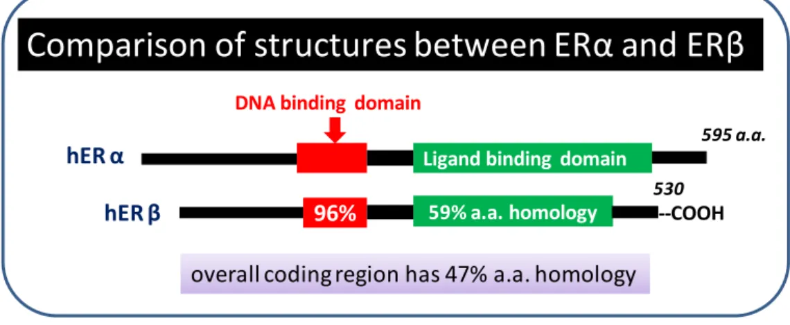 Figure 2-1. Structures of ERα and ERβ. 