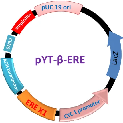 Figure 2-2. Details of reporter plasmid containing one copy of ERE. 
