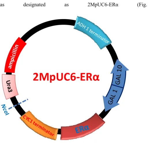 Figure 2-3. The details of ERα expression plasmid. 