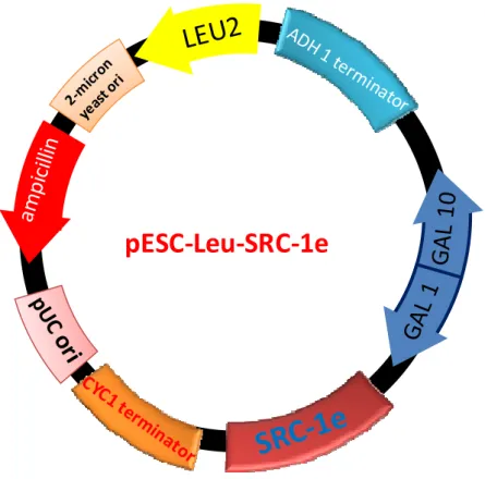 Figure 2-5. The details of SRC-1e expression plasmid. 