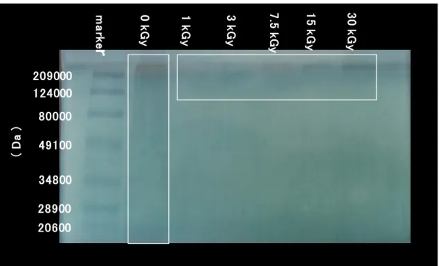 Fig.  2-1  Changes  in  the  molecular  weight  of  cross-linked  α-elastin  after  gamma  irradiation 