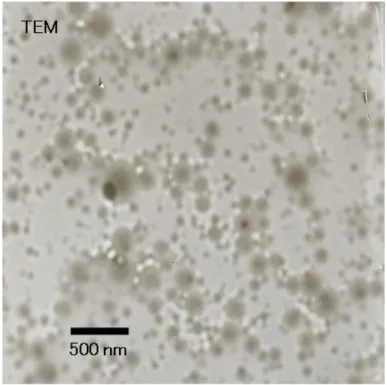 Fig. 2-3 TEM image of α-elastin nanoparticles after gamma irradiation 