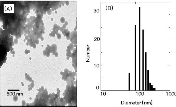 Fig.  3-2 TEM  image  of  polypeptide  I  particles  cross-linked  by  gamma  irradiation  (A)  and the size distribution histogram obtained from the TEM image (B)