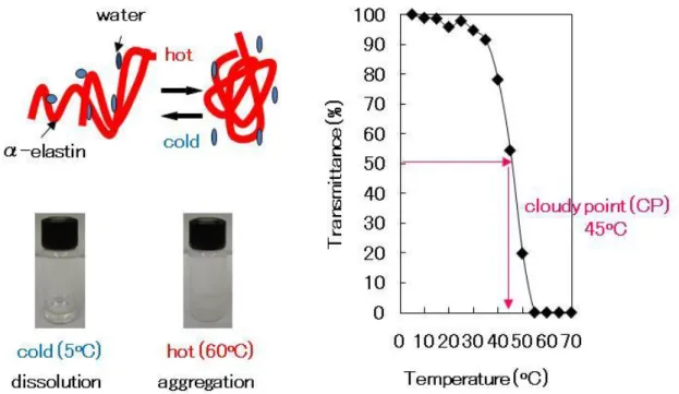 Fig. 1-2 Aggregation above the specific temperature, CP. CP in the figure is 10 mg/ml  α-elastin
