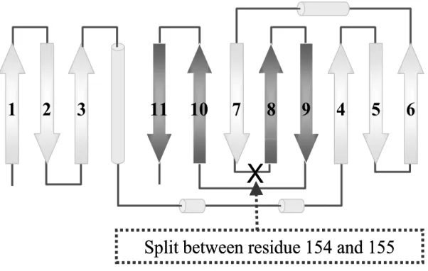 Fig. 3    A topology of fluorescent protein 