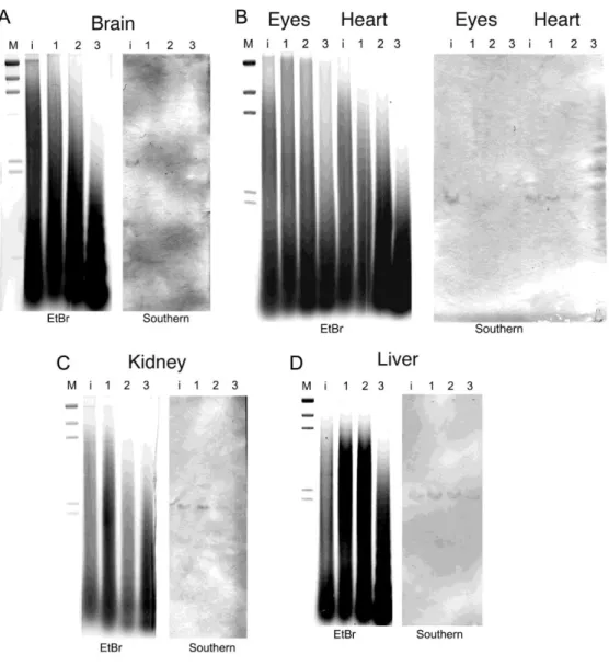 Figure 1. 4. Southern blot analysis of TaqI-digested genomic DNA isolated from MNase-treated  cell  nuclei