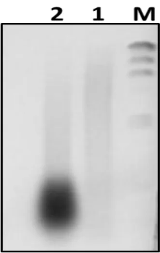 Figure 2. 1. High molecular weight genomic DNA digested with PstI restriction enzyme. Lanes  are  represented  as  follows:  M,  λHindIII  marker;  1,  Acanthopagrus  latus  genomic  DNA;  2,  Acanthopagrus schlegelii genomic DNA