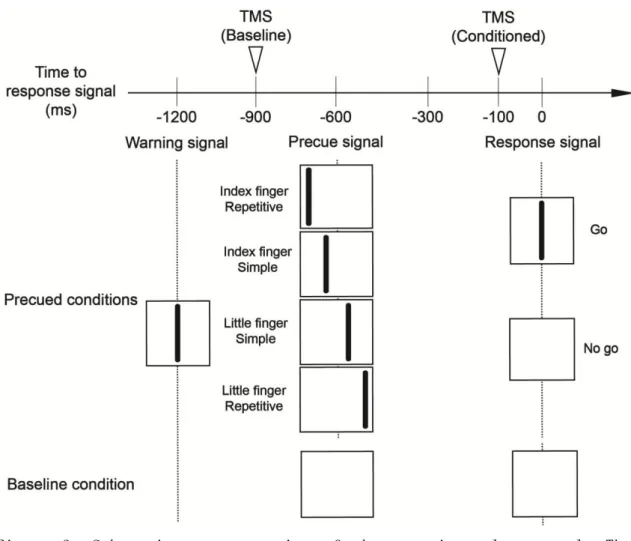 Figure  2.  Schematic  representation  of  the  experimental  protocol.  The  vertical lines appeared on the oscilloscope display