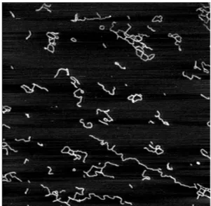 Fig. 1  Atomic force microscopy image of xyloglucan  (2.5 μm × 2.5 μ m).
