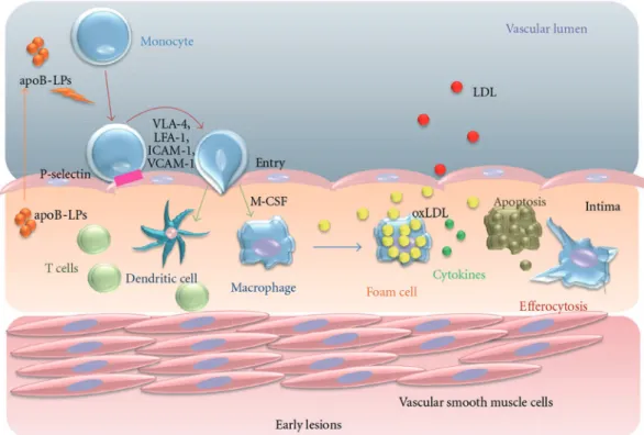 Figure 1 Roles of M1 and M2 macrophages. (Adapted from reference 8) 血栓性脳梗塞の原因も頸動脈におけるプラークの存 在が，その発症に関与しており，虚血性心疾患の発 症メカニズムと類似している点も多い．これらの点 を踏まえると，慢性炎症を制御することが，虚血性 心疾患や脳血管系疾患などの発症予防に寄与するこ とが予想される． 高血圧やメタボリックシンドロームと 炎症の関わり 高血圧は脳卒中，心臓病および腎臓病に対する原 因疾患である．薬物治療