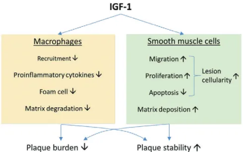 Figure 2 Cell-speciﬁc mechanisms underlying atheroprotective eﬀect of IGF-1. (Adapted  from reference 21) Figure 3 Pathophysiology of aldosterone-induced endothelial dysfunction. (Adapted from  reference 23) 治療戦略―高血圧・脂質異常症の観点から 動脈硬化への治療法の多くは血管を構成する血管 内皮細胞や