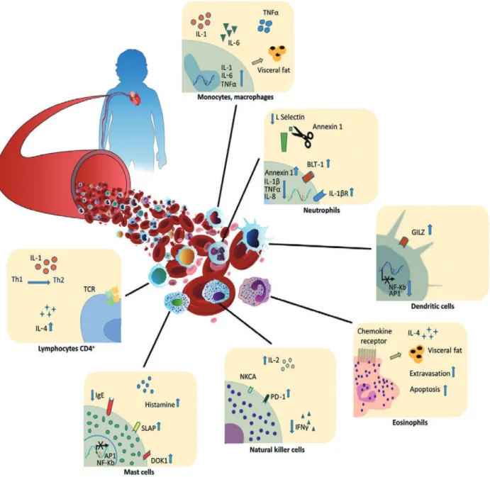 Figure 4 Key molecular mechanisms involved in immune cell dysfunction associated with  Cushingʼs syndrome. (Adapted from reference 25) となった場合は，内皮機能が減弱し，血管のリモデ リングが進展する １７） ．つまりその進展を抑制するこ とが重要であり，とくにアンジオテンシン II 受容体 拮抗薬は Ang II による AT1 受容体の活性化を阻害 することで，すぐれた臓