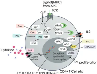 Figure 5 Small molecule drugs for IBD.