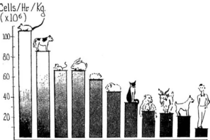 Figure 6 Diagram to illustrate the output of the thoracic duct of various animals. 
