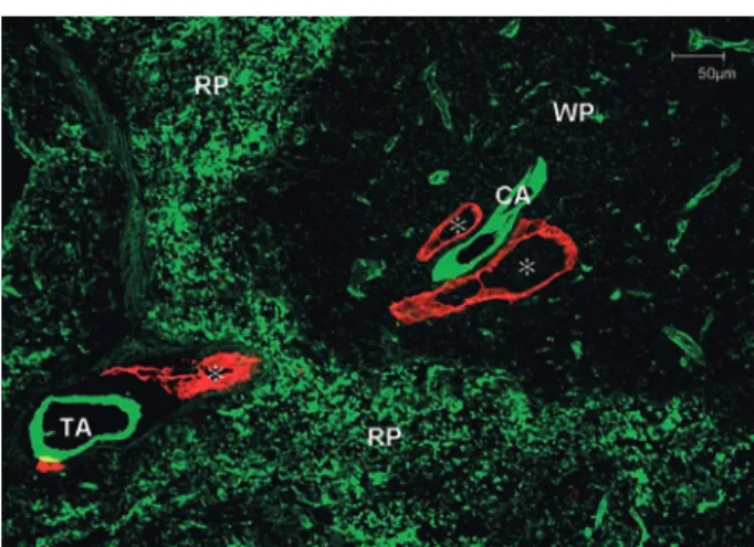 Figure 7 Lymphatic vessels in the mouse spleen.  Confocal double-immunofluorescent image of microvascular  segments with FITC-conjugated LEL tomato-lectin (green) and LYVE-1 (red). Initial lymphatic vessels (＊) adjacent to a central artery (CA) in the whit