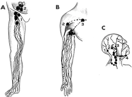 Figure 2 Illustrations of main lymphatic flows in the extremities, head and neck. 
