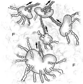 Figure 3 An  illustration  of  human  superficial  inguinal lymph nodes. 