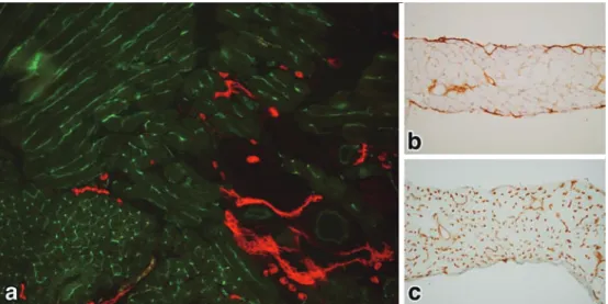 Figure 3 Reactivity of LA102 and LA5 to mouse vascular endothelial cells.