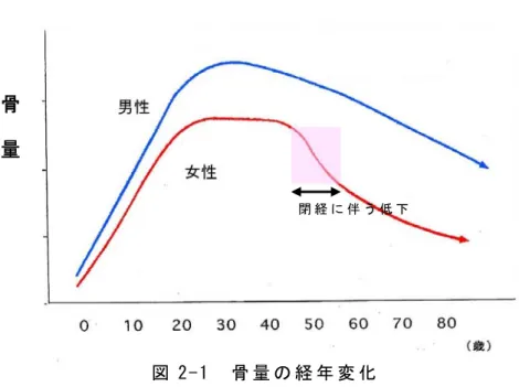 図 2-1  骨 量 の 経 年 変 化  