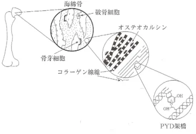 図 2-6  骨 の コ ラ ー ゲ ン の ピ リ ミ ジ ウ ム 架 橋 （ 西 沢 良 記 . 骨 代 謝 マ ー カ ー よ り ）