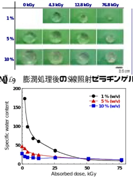 Fig. 2 照射ゼラチンゲルの膨潤特性 