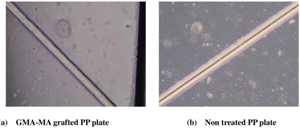Figure  1 Hela  cell  growth  on  PP  plate 