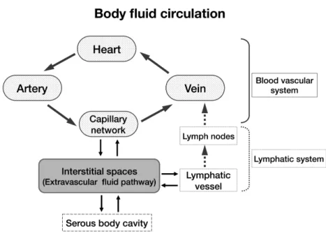 Fig. 1 Generalized schematic of body fluid circulation