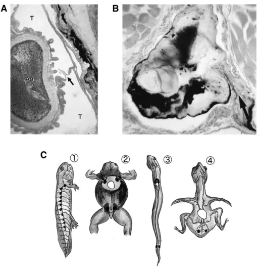 Fig. 4 Phylogeny of the lymphatic system and lymph hearts in various species A:  The  thoracic  duct  (T)  enveloping  the  aorta  (Ao)  of  a  snake.  A  valve  equipped  with  smooth muscle fibers is indicated by an arrow. B: The lymph heart of a lizard.