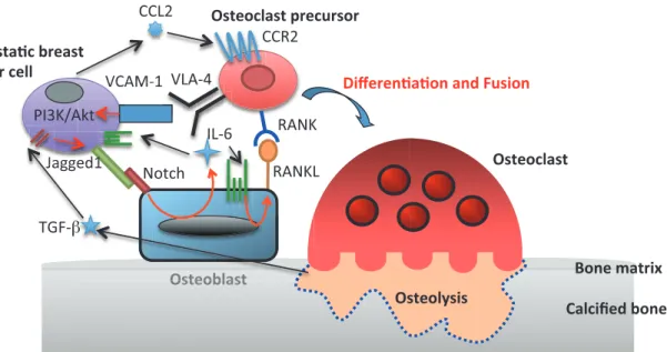Fig. 2 Mechanisms  underlying  metastatic  growth  of  the  bone-tropic  breast  cancer  cells  and osteolysis induced by formation of the vicious cycles in the secondary bone 6)