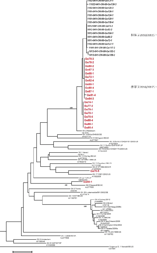 図 3 県内で 2016/2017 シーズンと 2010/2011 シーズンに検出された NoV Capsid 遺伝子分子系統樹 