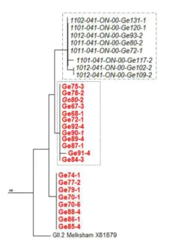 図 4  Capsid に基づく NoV GⅡ.2 近縁株の分子系統樹  さらに，2016/2017 シーズンの GⅡ.2 が主要起因ウ イルスと推定される感染性胃腸炎の流行は広域的に確 認されている 5)6)7) ことから，全国規模での詳細な分子 疫学的解析が必要である。  また，幼稚園・保育所のような小児集団では同一遺 伝子型が再流行するまでに 2～3 年を要したという報 告 8) や NoV の免疫が 4～8 年間持続することが示唆さ れたという報告 9) があることから，2014/2015 シーズ 