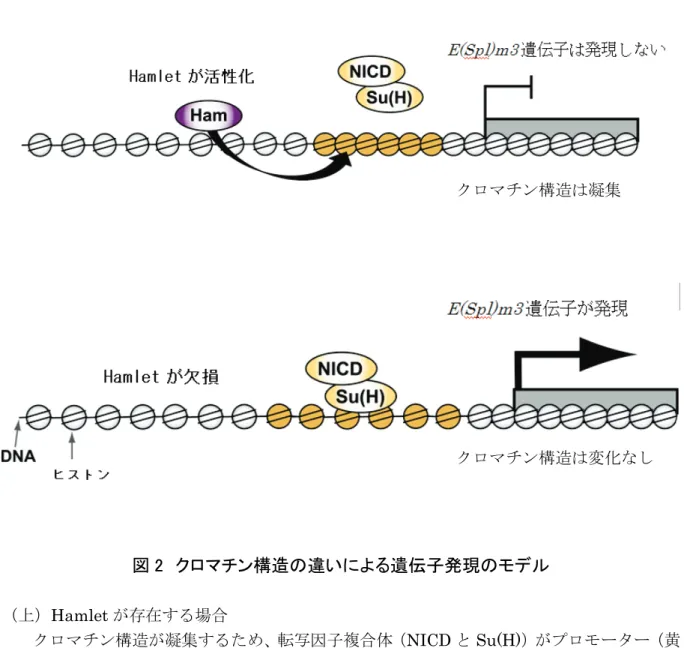 図 2  クロマチン構造の違いによる遺伝子発現のモデル  （上） Hamlet が存在する場合 クロマチン構造が凝集するため、転写因子複合体（ NICD と Su(H) ）がプロモーター（黄 色部）に結合できず、 E ( Spl ) m3 遺伝子は発現しない。 （下） Hamlet が欠損した場合 転写因子複合体（ NICD と Su(H) ）がプロモーターに結合し、 E ( Spl ) m3 遺伝子が発 現する。 クロマチン構造は凝集 クロマチン構造は変化なし