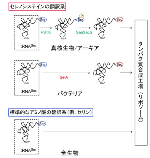 図 2  セレノシステイン（Sec）と標準的なアミノ酸の翻訳系 