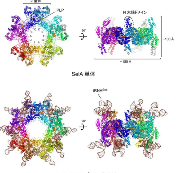 図 3  SelA 単体および SelA と tRNA Sec の複合体の全体構造  上： SelA 単体 星型の正面（左）と側面（右）から見た図で、 N 末端ドメインが星型の板状構造から突 き出している。 10 個のサブユニットが環状に配置した星型の構造で、 10 個ある触媒ポケ ットには、酵素の働きを助ける補酵素の 1 種「ピリドキサールリン酸（ PLP ） 」が結合し ている。 PLP はビタミン B 6 が体内で形を変えたもので、 SelA の他、様々な酵素の活性 を担う。