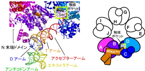 図 4  SelA と tRNA Sec の相互作用の拡大図と模式図 