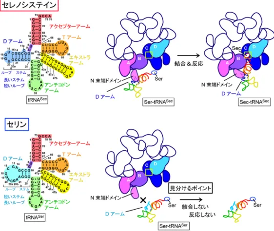 図 5  tRNA Sec と tRNA Ser の識別メカニズム 