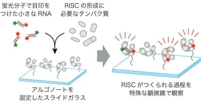 図 2 ： RISC がつくられる過程の 1 分子観察 まず、顕微鏡観察用のスライドガラスの上に、アルゴノートタンパク質を固定しました。次に、 今回の研究によって突き止められた RISC の形成に必要な 7 種類のタンパク質、そして 2 種類 の異なる蛍光分子で目印をつけた小さな RNA2 本鎖を加えました。こうして、スライドガラス 上でアルゴノートタンパク質に小さな RNA が取り込まれ、 RISC がつくられる過程を、特殊 な顕微鏡を用いて 1 分子レベルでリアルタイムに観察しました。
