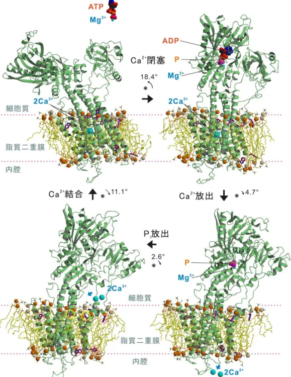 図 3  本研究で明らかになったカルシウムポンプの反応サイクルと脂質二重膜のダイナミク ス。数値は次の状態へ移るときに生じるポンプ蛋白質全体の傾きの変化を、ピンクと黄色の円 はそれぞれトリプトファンと塩基性アミノ酸（リジン・アルギニン）残基を示す。 
