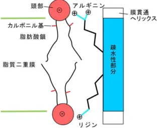 図 4 snorkeling の模式図。  アルギニンもリジンも長い側鎖を持っており、且つ正の荷電を持っている。膜貫通へリックス の疎水性部分から側鎖を伸ばして負の荷電を持つ燐脂質頭部と強く結合する。膜の疎水性部分 から首を伸ばして結合する様がシュノーケルのようなので、snorkeling と呼ばれる。  図 5  トリプトファンと燐脂質の相互作用  これまでの研究からは図のような相互作用が考えられていた。本研究の結果、このような相互 作用は主要なものでないことが判明した。 